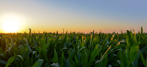 Sunset on a cornfield in Assesse, Belgium.