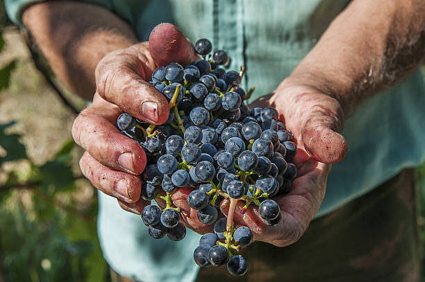 hand with grapes stock photo