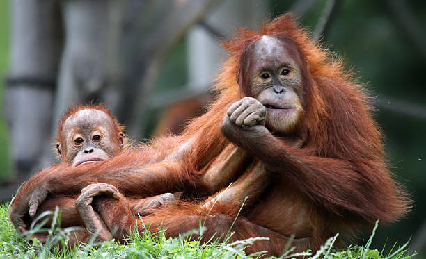 오랑우탄-구슬눈꼬리 및 어린이 - animal ape monkey bonding 뉴스 사진 이미지