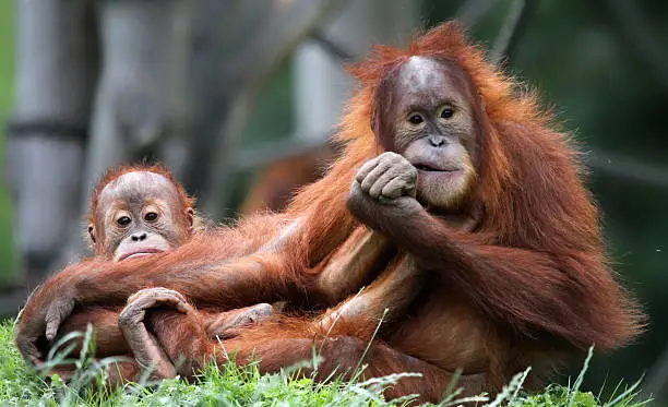 Orangutan - Mother takes care of her child