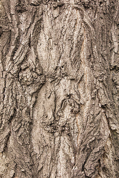 Textured bark of a healthy old tree stock photo