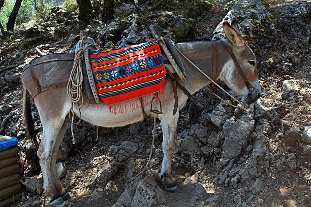 griego burro - travel destinations mountain hiking profile fotografías e imágenes de stock