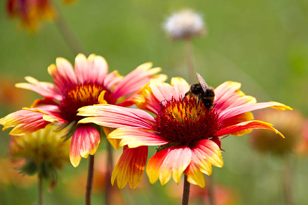 istock Bumblebee on a Gaillardia flower 177419661
