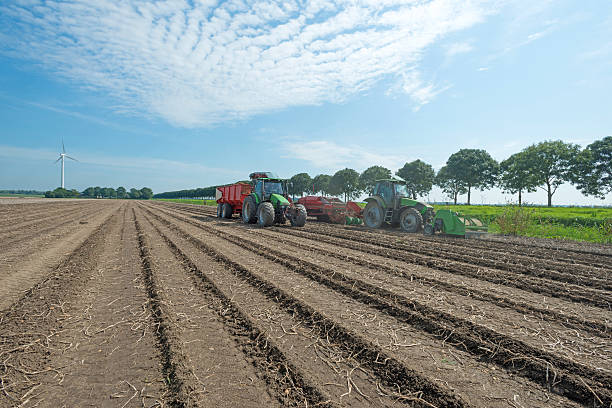 Harvesting potatoes in summer stock photo