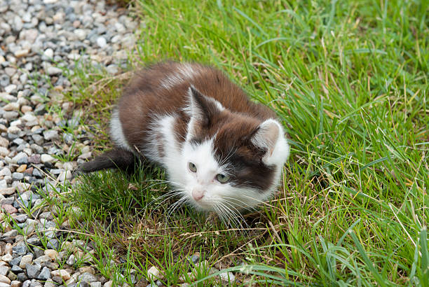 Playful kitten stock photo