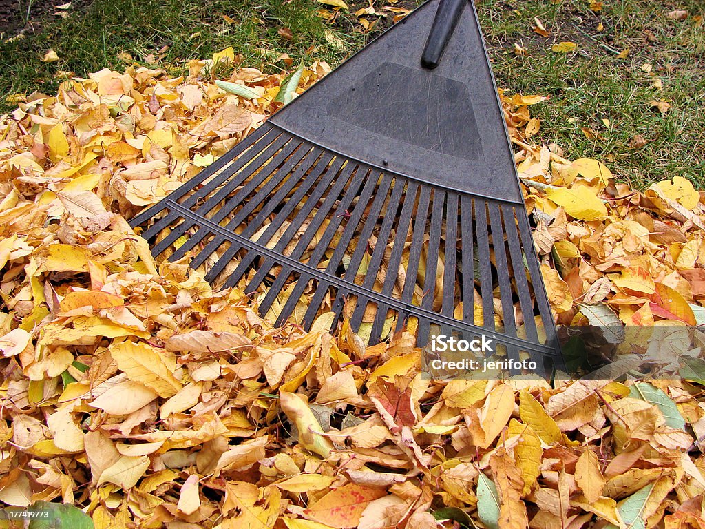 Raking autumn leaves A close up of a rake cleaning a pile of colorful fallen autumn leaves Autumn Stock Photo