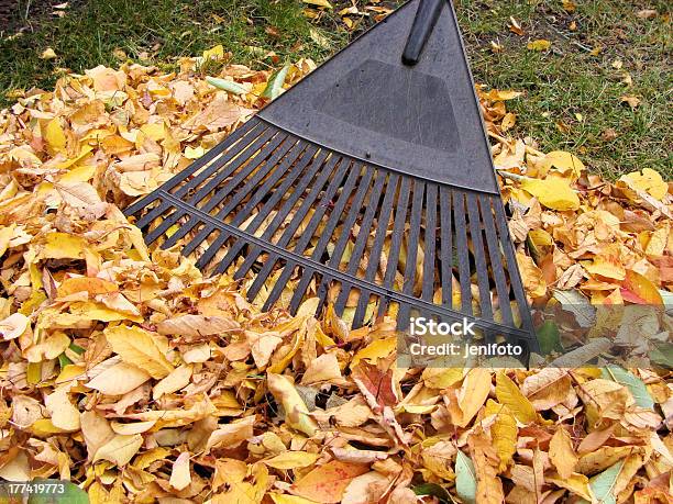 Raking Autumn Leaves Stock Photo - Download Image Now - Autumn, Bunch, Cleaning