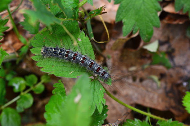 istock caterpillar on the green plant copy space 1774199944