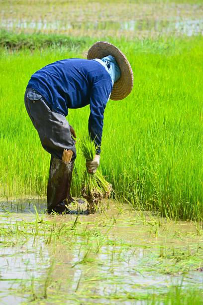 istock farmer working planting rice in farme 177420157