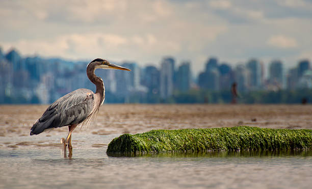 Heron With Log And Vancouver Skyline stock photo