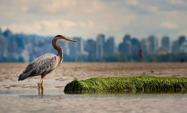 Photo of Heron With Log And Vancouver Skyline