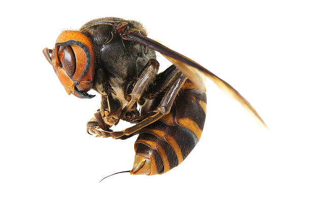 Japanese giant hornet isolated on a white studio background