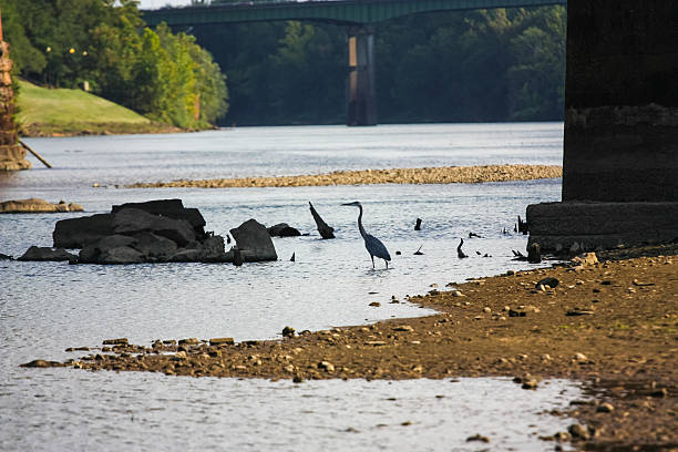istock Blue Heron Wading in the Chattahoochee 177420314