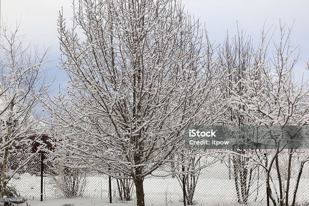 Sad jabłkowy w zimie. Moskwa region. Rosja - Zbiór zdjęć royalty-free (Bez ludzi)