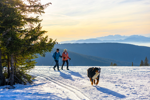 Senior couple in warm clothing holding hiking poles and walking with Bernese mountain pet dog on snowy winter landscape