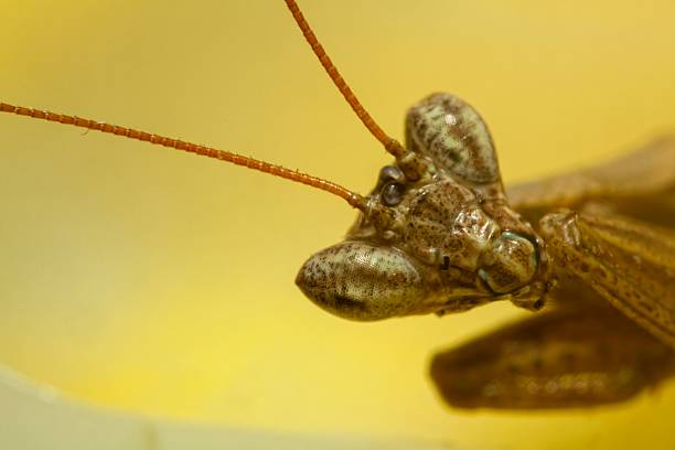 mantide religiosa - foto stock