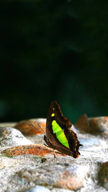 istock Waterfall Butterfly standing on the rock. 1774207618
