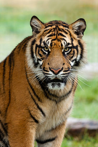 istock Portrait of Beautiful Sumatran Tiger 177421034