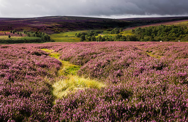 istock Heather in bloom, North York Moors, Yorkshire, UK 177421070