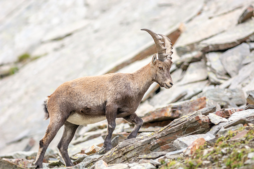 Ibex (capra ibex) in the rocky mountains of the Italian Alps. in the Grand Paradis National Park. Valsavarenche, Aoste, Italie, Europe.