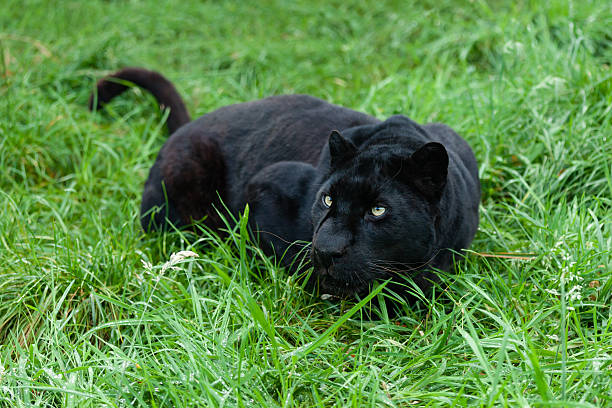 czarna pantera tropić w długiej trawy - leopard prowling black leopard undomesticated cat zdjęcia i obrazy z banku zdjęć