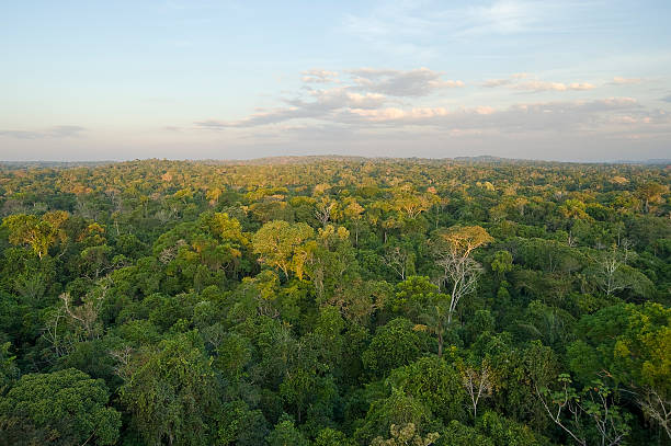 amazonas tropischen regenwald - blätterdach stock-fotos und bilder