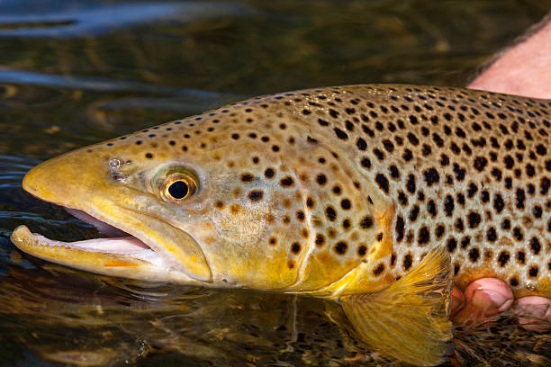 europäische forelle in laichen farben - brown trout stock-fotos und bilder