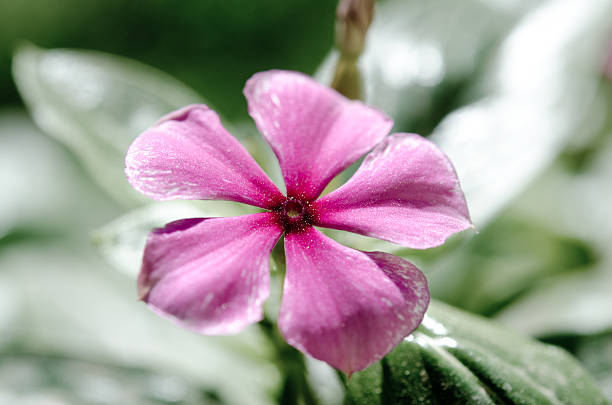 istock the frozen flower 177421647