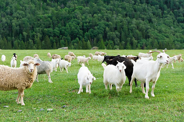 A calm and inspiring scene of a sheep standing on a colorful mountain ridge, symbolizing harmony with nature and the peaceful rhythm of rural life. The vibrant autumn colors and distant mountain peaks create a sense of freedom, balance, and natural beauty — ideal for creative projects about sustainability, simplicity, and mindfulness.