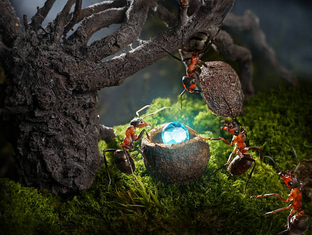 ants hide treasure stock photo