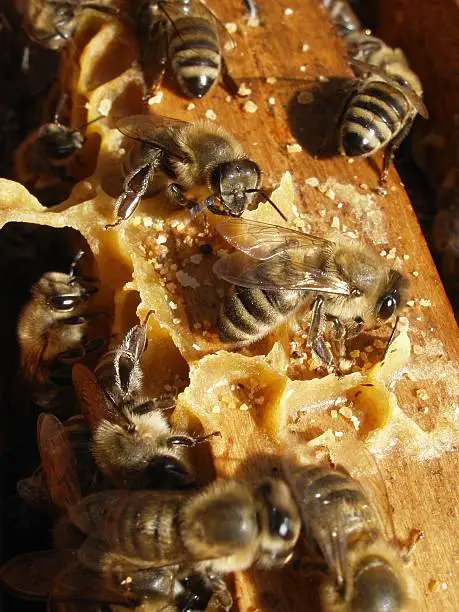 Honeybees on the racks
