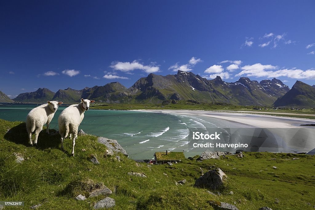 羊の Lofoten 諸島 - スカンジナビアのロイヤリティフリーストックフォト