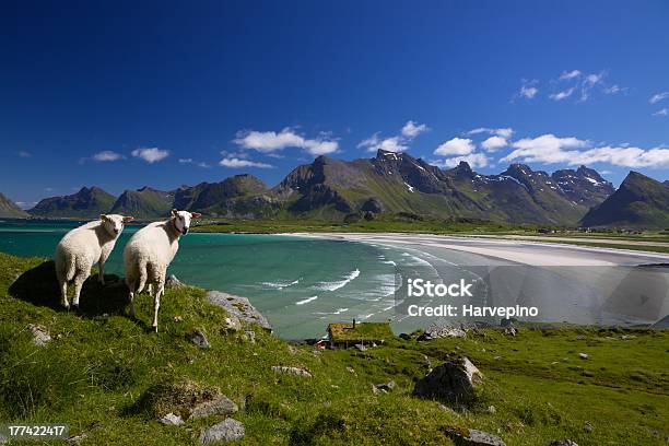 羊の Lofoten 諸島 - スカンジナビアのストックフォトや画像を多数ご用意 - スカンジナビア, ノルウェー, ヒツジ