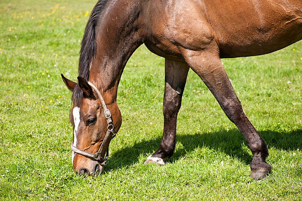 istock Horse in the pasture 177422499