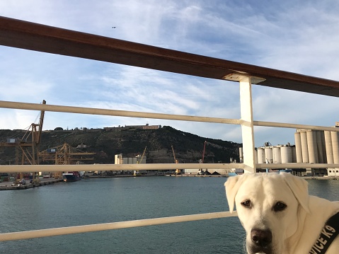 Service dog onboard a ship