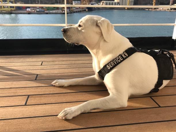 istock Labrador Retriever Puppy 1774225024