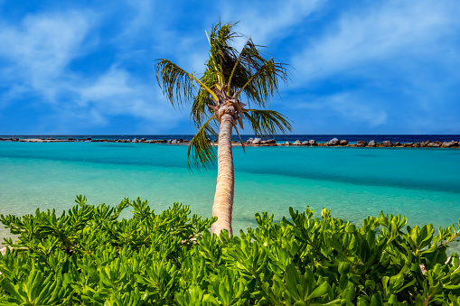 Palm tree on a tropical beach in the Caribbean.