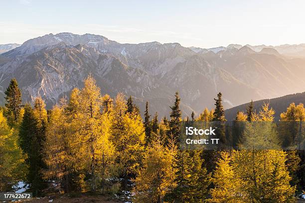Осень В Альпы — стоковые фотографии и другие картинки Alpine Larch - Alpine Larch, Австрия, Без людей