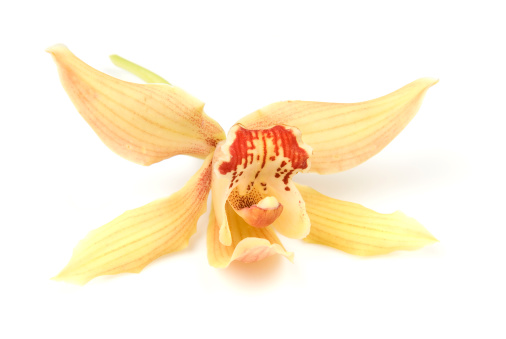 Brown and yellow cymbidium orchid on a white background.