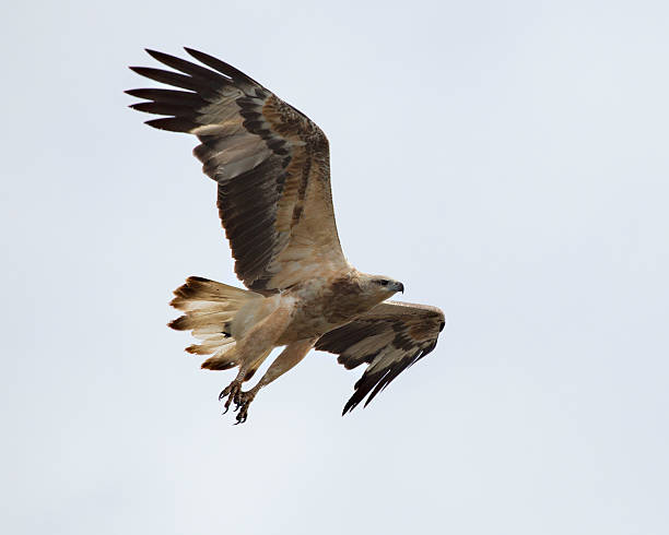 Whistling Kite ( Haliastur sphenurus) bird Whistling kite in flight. haliastur sphenurus stock pictures, royalty-free photos & images