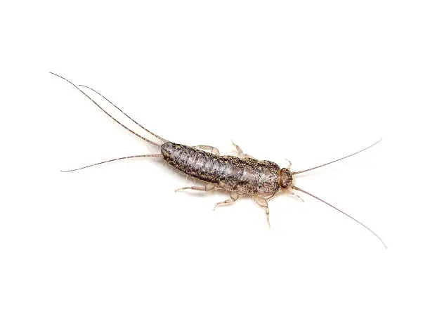 Photo of Brown silverfish on white background 