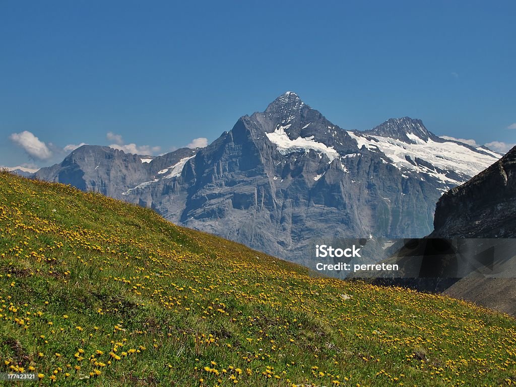 Wiesen voller Wildblumen - Lizenzfrei Alpen Stock-Foto