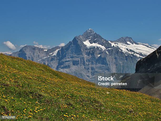 Wiesen Voller Wildblumen Stockfoto und mehr Bilder von Alpen - Alpen, Aster, Berg