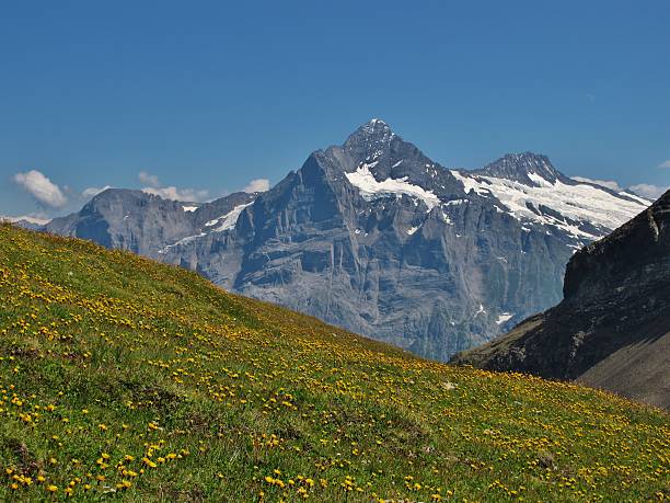 istock Meadow Full Of Wildflowers 177423121