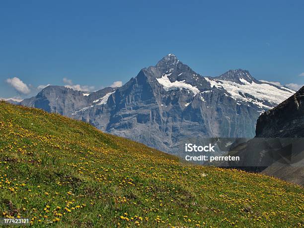 Łąka Pełna Łonie Natury - zdjęcia stockowe i więcej obrazów Alpy - Alpy, Aster, Berneński Oberland