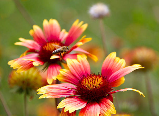 istock Flying Bumblebee and a Gaillardia flower 177423130