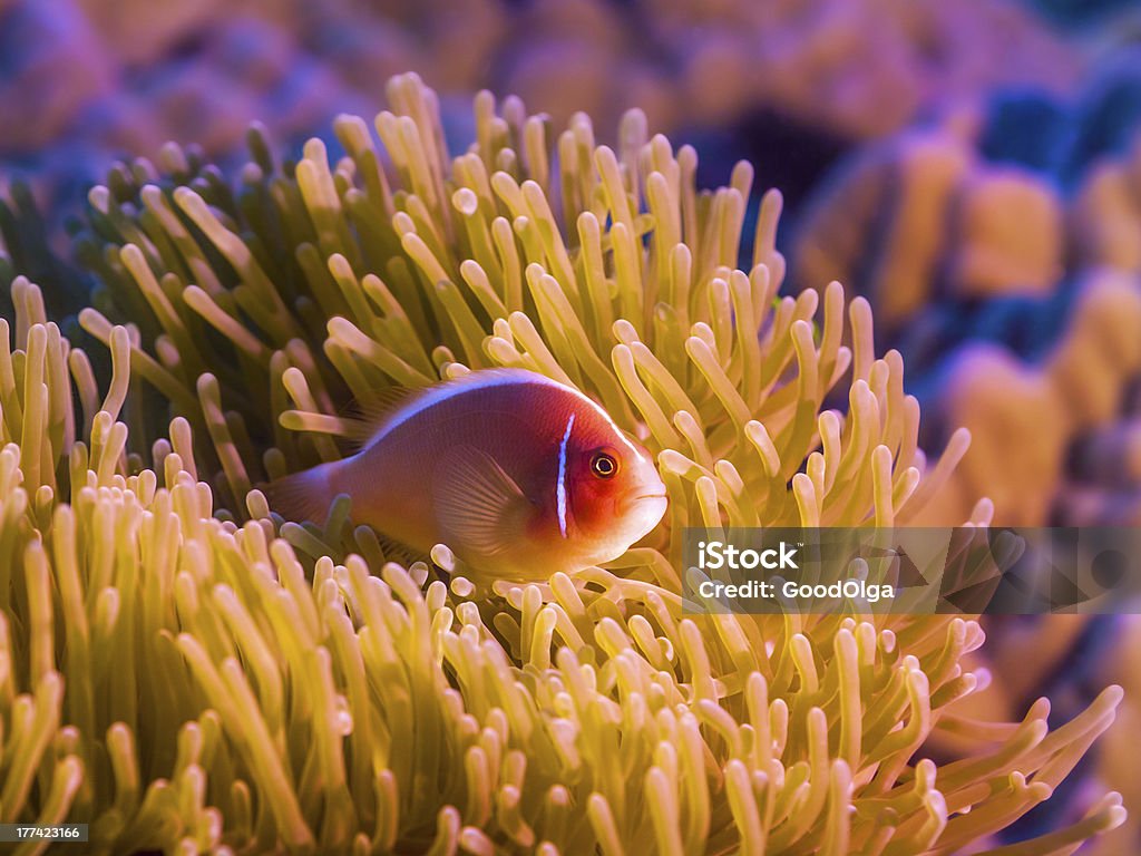 Pesci tropicali Pesce pagliaccio rosa - Foto stock royalty-free di Acqua