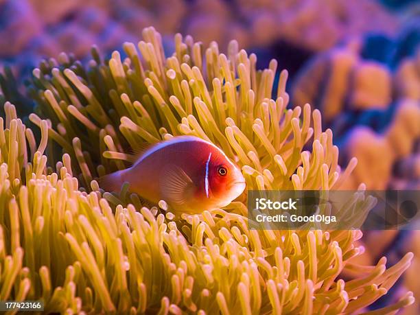 Pesci Tropicali Pesce Pagliaccio Rosa - Fotografie stock e altre immagini di Acqua - Acqua, Amphiprion akallopisos, Anemone dei fiorai