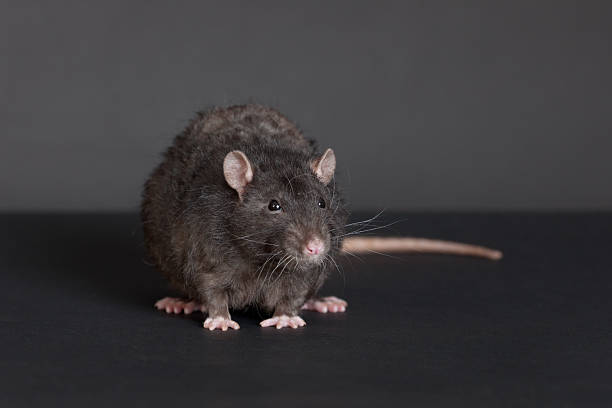 istock portrait of a black rat 177423214