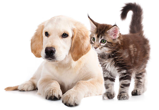 istock Lab puppy and kitten on white background 177423252